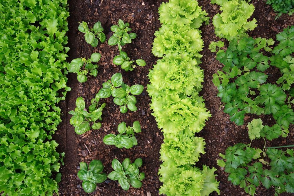 potager vu du haut