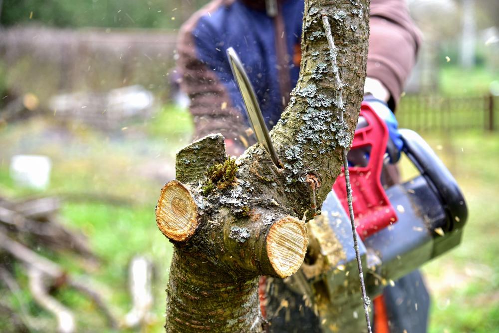 paysagiste tronçonnant un arbre