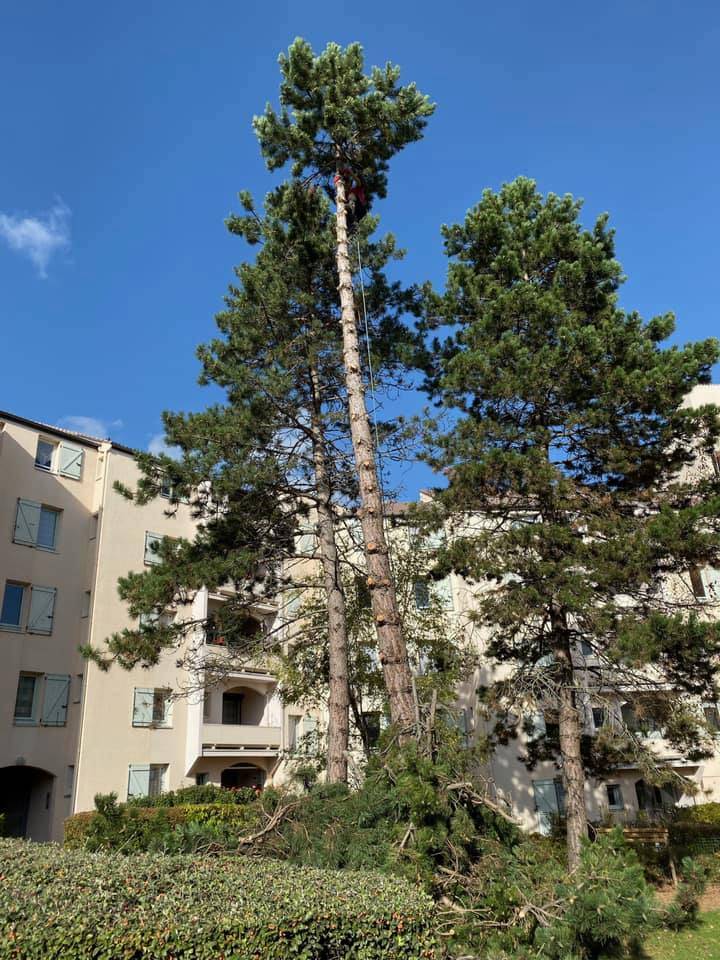 élagage d'un arbre