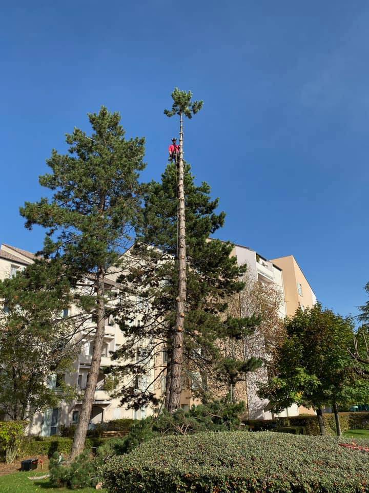 élagage d'un arbre