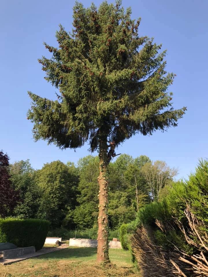 élagage d'un arbre