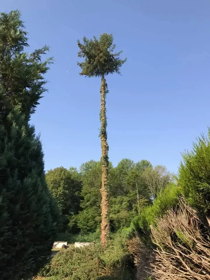 élagage d'un arbre