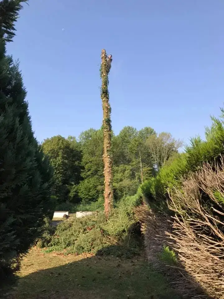 élagage d'un arbre