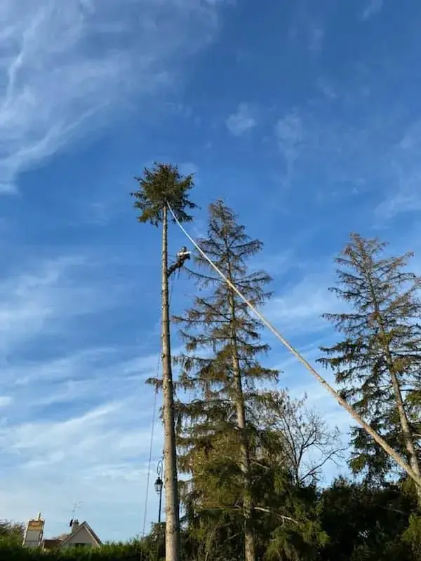 élagage d'un arbre