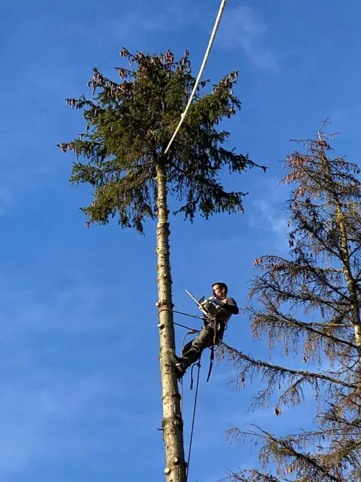 élagage d'un arbre