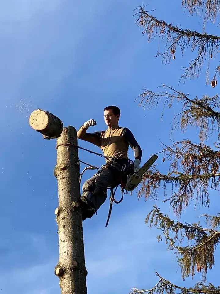 élagage d'un arbre